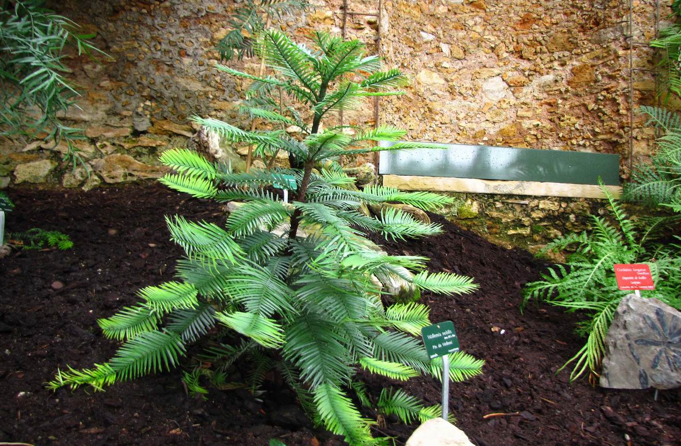 wollemi pine