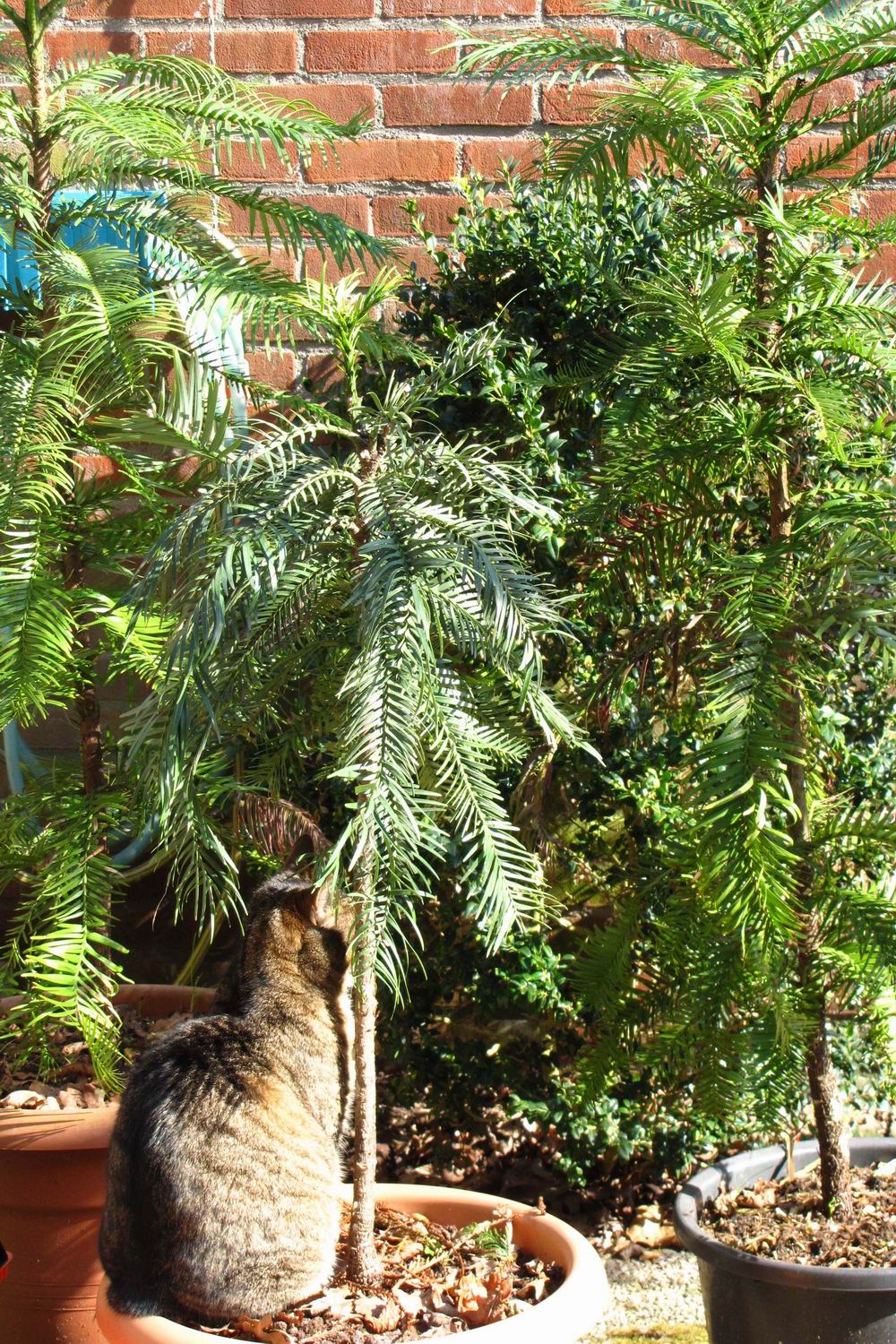 wollemi pine